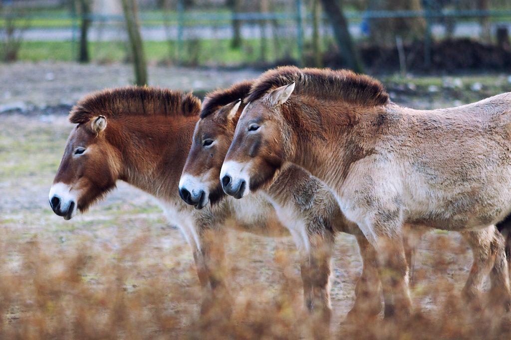 20121230-Dezember-301-Canon-EOS-50D-Bearbeitet.jpg