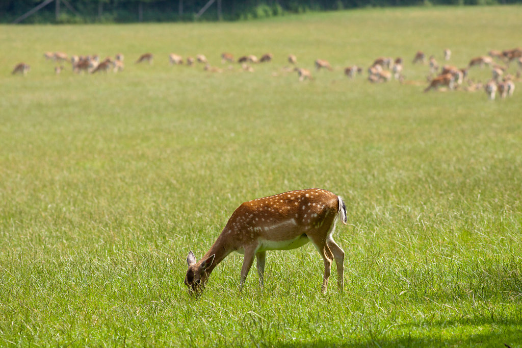 20130707-Juli-072-Canon-EOS-50D.jpg